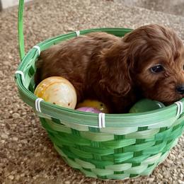 Koda - Chocolate female Cavapoo puppy in Gatesville, Texas from Country Club Cavapoos