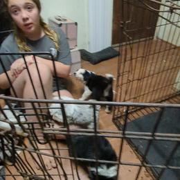 Australian Shepherd and Great Dane Puppies from AEW Farm