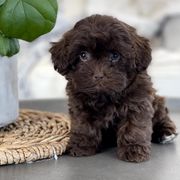 Maltipoo, Shichon, and Shihpoo Puppies from Timbercreek Puppies