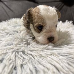 Peanut brittle - Piebald male Morkie puppy in San Antonio, Texas from Sweet as dessert puppies