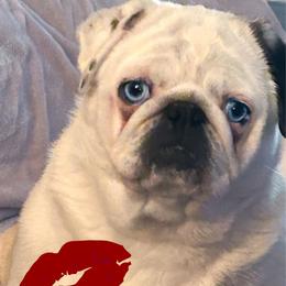 Violet - Pug