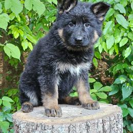 Gidget - Black and tan female German Shepherd puppy in Louisburg, North Carolina from Raven Oak's Shepherds & Dachshunds