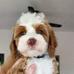 Bernedoodle and Cavapoo Puppies from Wonderful World Doodles
