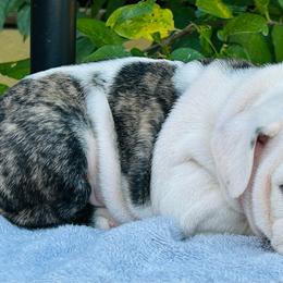 Princess Peach - Fawn brindle and white female Bulldog puppy in Ranger, Texas from Select Bulldogs