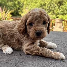 Goldendoodle Puppies from Bethel Stream Goldendoodles