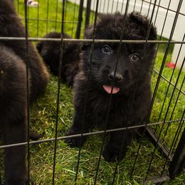 Boy 2 - German Shepherd puppy from AKC Black German Shepherds