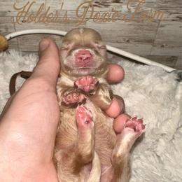 Sneezy - Cream male Dachshund puppy in Atwood, Oklahoma from Holder’s Doxie Farm