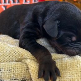 Kyte - Doberman Pinscher puppy from Sky’s Dobermans