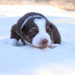 Vivaldi - White and red female Border Collie puppy in Bronson, Florida from Sandhill Ranch Border Collies