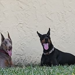 Doberman Pinscher Puppies from Providence Dobermans