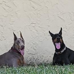 Doberman Pinscher Puppies from Providence Dobermans
