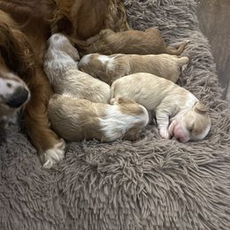 Cockapoo puppies from Good Grief Doodles