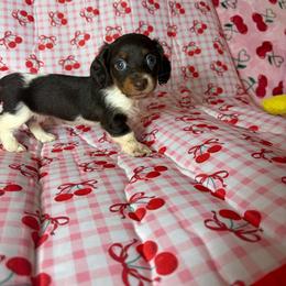 Lillian - Piebald female Dachshund puppy in Lake City, Florida from My Ditzy Doxies of Florida