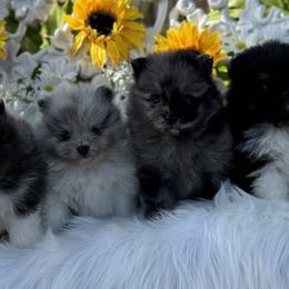 Pomeranians from lunas_poms