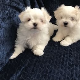 Maltese Puppies from May-Fam Maltese