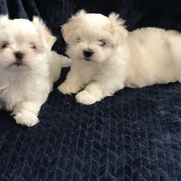 Maltese Puppies from May-Fam Maltese