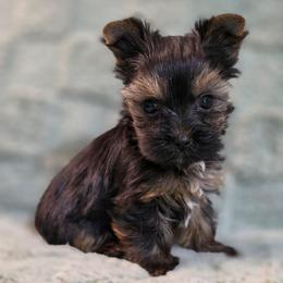 Finn - Black and tan male Yorkshire Terrier puppy in St. Cloud, Florida from K and E Small Breed Puppies