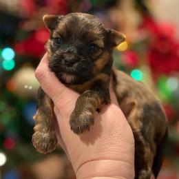 Misha - male Other puppy in Iva, South Carolina from Petit Bijou