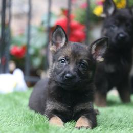 Venus - Sable female German Shepherd puppy in Philippi, West Virginia from Vom Haus Highlands