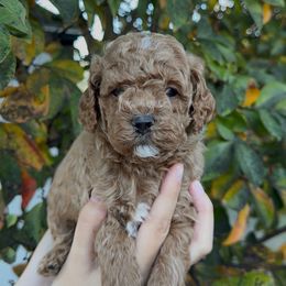 Christopher - Apricot male Assorted Doodle Crosses puppy in Yuba City, California from Lucky Day Doodles