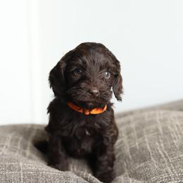 Orange - Chocolate female Australian Labradoodle puppy in Williamstown, New York from Lewis Manor Labradoodles