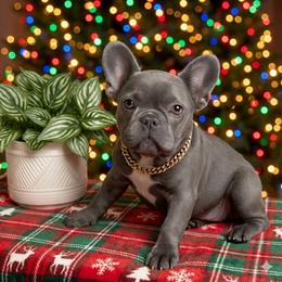 Gracie - Blue female French Bulldog puppy in Omaha, Nebraska from Colorful Dachshunds