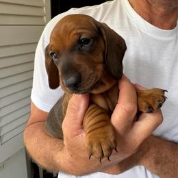 Bailey - Red female Dachshund puppy in Fort Wayne, Indiana from Hot Dog Haven