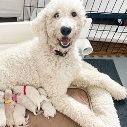 Goldendoodles from Daisys Doodles