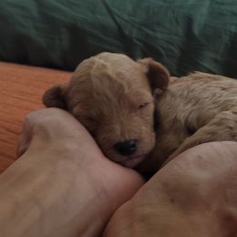 Cavapoo Puppies from Good Shepherd Homestead