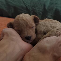 Cavapoo Puppies from Good Shepherd Homestead