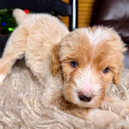 Frost - Red female Bernedoodle puppy in Tyner, Kentucky from Good Dog Doodles