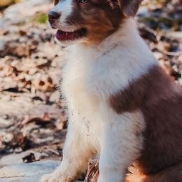 Ralphie - Red merle male Australian Shepherd puppy in Silex, Missouri from Small Town Australian Shepherds