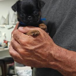 Brussels Griffon Puppies from Little Griffons