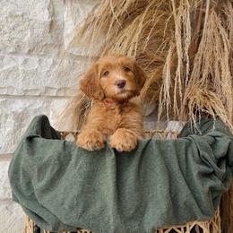 Hot Pink - female Golden Mountain Doodle puppy in Leander, Texas from Olive Grove Doodles