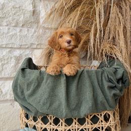 Hot Pink - female Golden Mountain Doodle puppy in Leander, Texas from Olive Grove Doodles