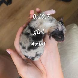 Ariel - Blue merle female Miniature Australian Shepherd puppy in Saranac, Michigan from Pure Michigan Mini Aussies