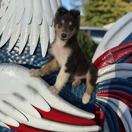 Collie puppies from StoneyAcre