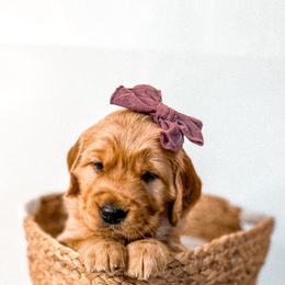 Golden Retriever Puppies from Pawplar Goldens