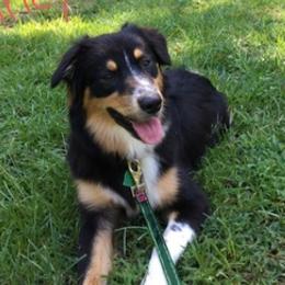 Australian Shepherds from Furtabulous Aussies