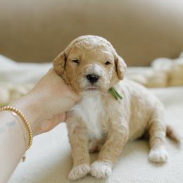 Carol - Apricot female Goldendoodle puppy in Hiddenite, North Carolina from Rose and Reid Doodles