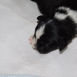 Boy 5 - Black Australian Shepherd puppy in Archer, Florida from GatorHeaven Aussies