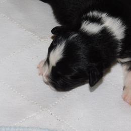 Boy 5 - Black Australian Shepherd puppy in Archer, Florida from GatorHeaven Aussies