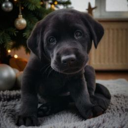Vizzini - Green Collar - Black male Labrador Retriever puppy in Cocoa, Florida from Harrison's Lakeside Labradors LLC