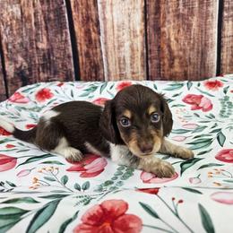 Orion - Piebald male Dachshund puppy in Malad City, Idaho from Mountain Sage Dachshunds