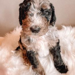 Green Bean - Merle male Sheepadoodle puppy in Republic, Missouri from DOOD & Co