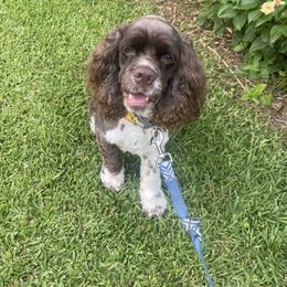 Cocker Spaniel All Grown Up from Trulove Cocker Spaniels