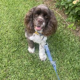 Cocker Spaniel All Grown Up from Trulove Cocker Spaniels