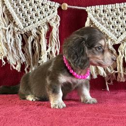 Rose - Chocolate and cream female Dachshund puppy in Lincoln, Arkansas from Red Dirt Dachshunds