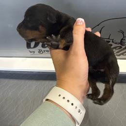 Boy 1 - Black and rust male Rottweiler puppy in Mcminnville, Oregon from JHB Rottweilers