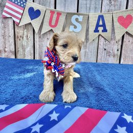 Independence Girl (light pink) - Brown female Cavapoo puppy in Modesto, California from Molly n Friends